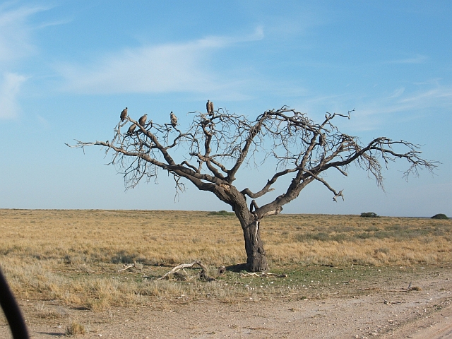 Geier auf einem Baum am Wegesrand