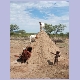 Bei den Himbas: Junge verjagt Ziegen vom Hüttedach