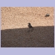 Mountain Wheatear (Bergschmätzer)