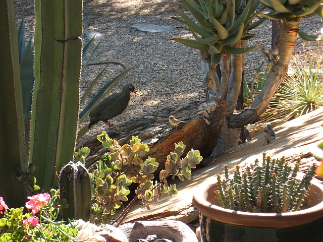 Auch die Vögel lieben den wunderschönen Garten der Familie Reitz (Red-billed Francolin (Rotschnabelfrankolin) und Scaly Weaver (Schnurrbärtchen))