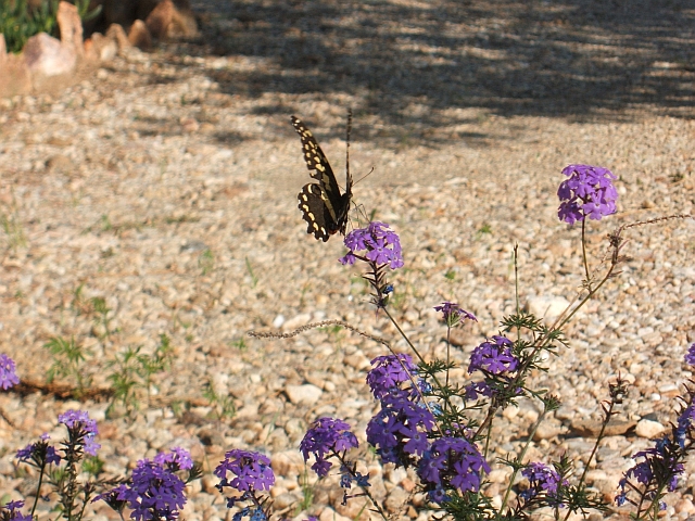 Schmetterling mit Blumen im Garten der Familie Reitz