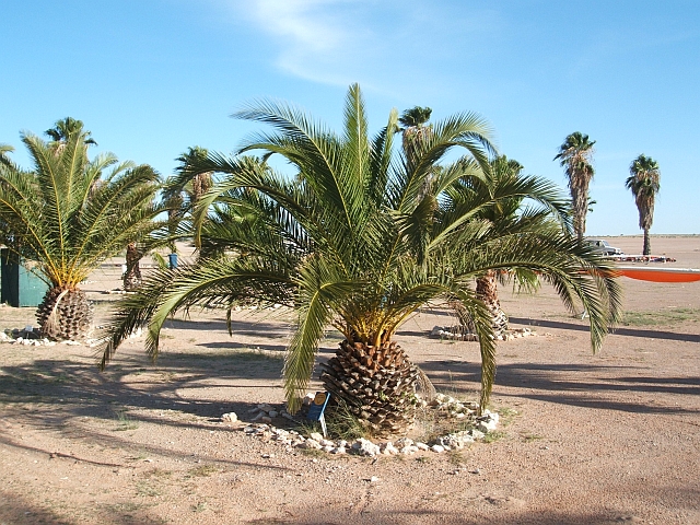 Die Max-Bachmann-Palme