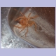 Hübsche, kleine Spinne im Waschbecken unseres Camps in Gochas
