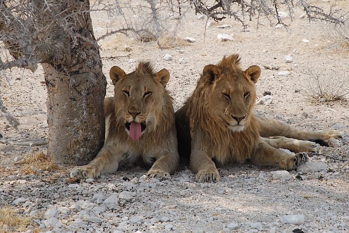 Zwei junge Löwenmännchen im östlichen Teil des Etosha Nationalparks