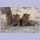 Zwei junge Löwenmännchen im östlichen Teil des Etosha Nationalparks