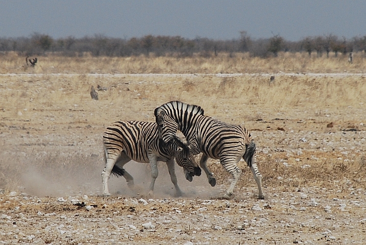 Zebra beisst Zebra