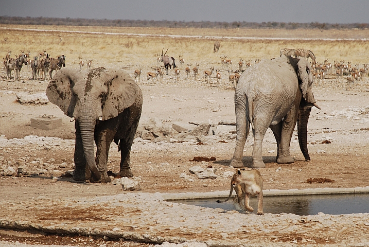 Der Elefant verjagt die Löwin vom Wasserloch