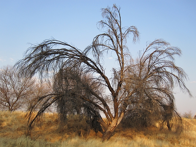 Baum auf der Farm Melrose, südwestlich von Windhoek