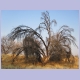 Baum auf der Farm Melrose, südwestlich von Windhoek