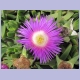 Lilafarbene Blüte in Swakopmund