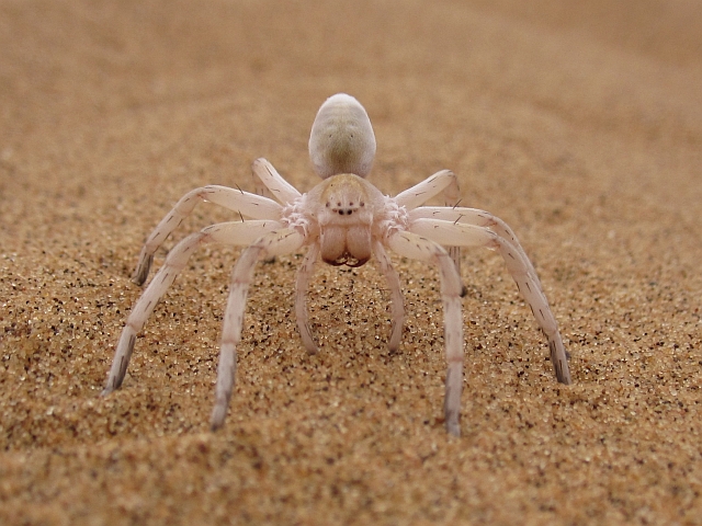 Die Weisse Dame, eine Wüstenspinne