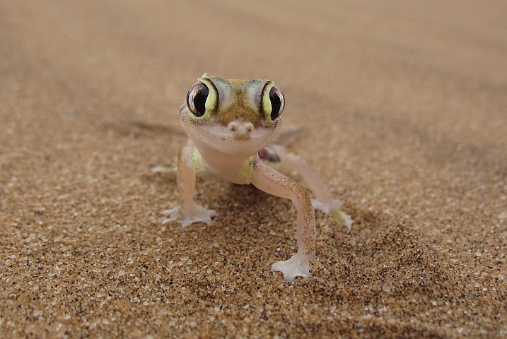 Palmato Gecko