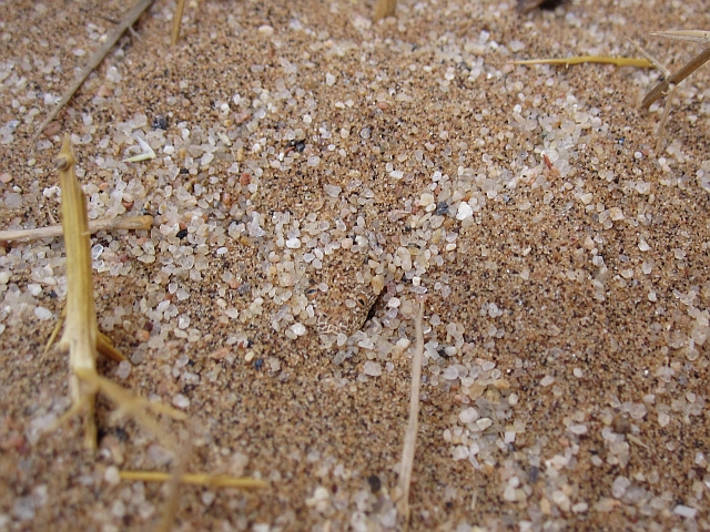 Gut im Sand getarnte Sidewinder-Schlange