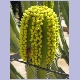 Wespe an einem blühenden Kaktus
