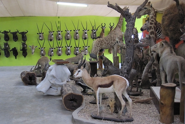 Trophäensammlung in der Taxidermy