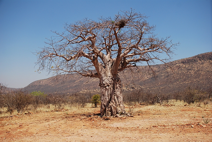 Baobab