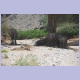 Die Wüstenelefanten von Namibia im Hoanib