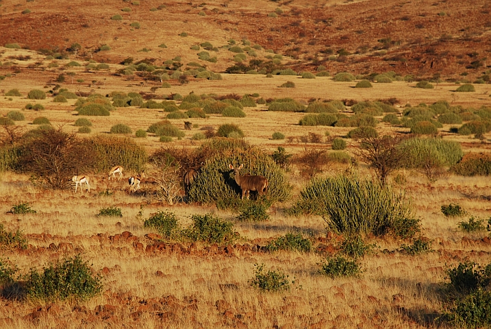 Kudus und Springböcke in den letzten Sonnenstrahlen bei Palmwag