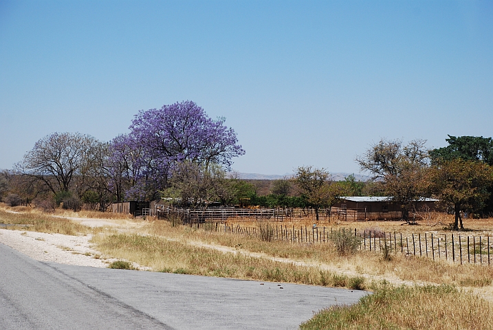 Blühender Jacaranda Baum auf einer Farm zwischen Korixas und Outjo