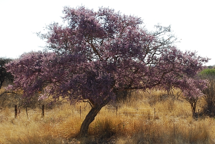 Altrosa blühender Baum am Strassenrand