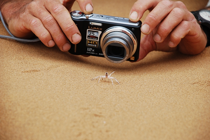 Weisse Spinne ganz nah vor einer Fotokamera