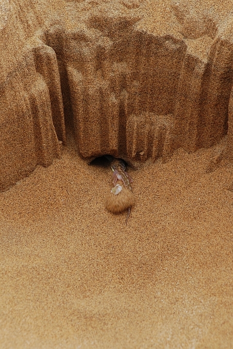 Der Gecko verschwindet in seinem Bau nach dem anstrengenden Auftritt