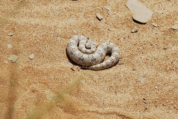 Hornviper in Verteidigungsstellung