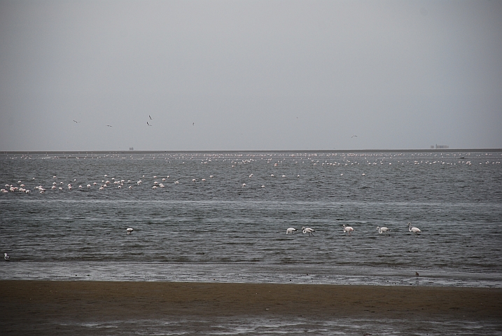 Soweit das Auge reicht: Flamingos in der Lagune