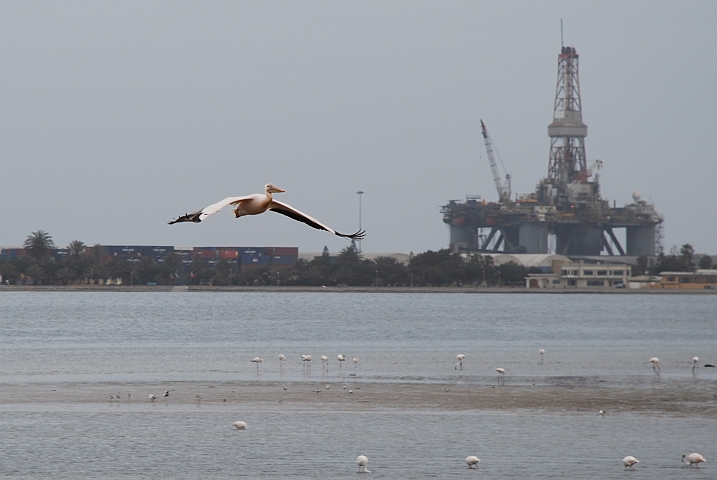 Kein Jumbo Jet sondern ein Great White Pelican (Rosapelikan)