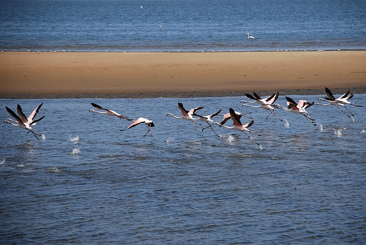 Greater Flamingo (Rosaflamingo) machen in der Lagune von Walvis Bay einen Abflug