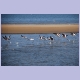 Greater Flamingo (Rosaflamingo) machen in der Lagune von Walvis Bay einen Abflug