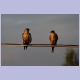 Zwei Greater Striped Swallows (Kapschwalben)