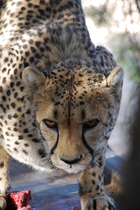 Zahmer Gepard im Gehege des Quiver Tree Restcamp