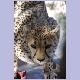 Zahmer Gepard im Gehege des Quiver Tree Restcamp