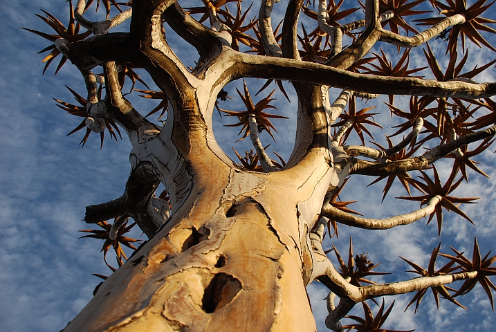 Köcherbaum im Quivertree Forest bei Keetmanshoop