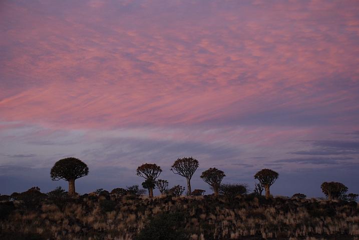 Abendstimmung über dem Köcherbaumwald bei Keetmanshoop