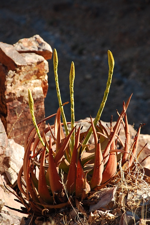Könnte fast als Spargel durchgehen: Aloe-Art am Fish River Canyon