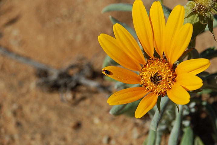 Gelbe Blume in der Namuskluft bei Rosh Pinah