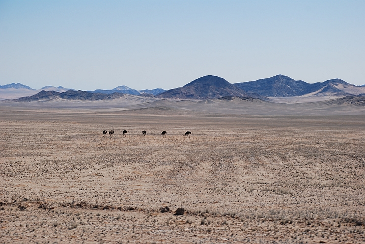 Strausse zwischen Aus und Lüderitz