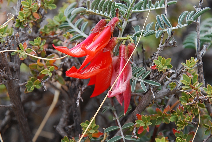 Rote Blüten in der kargen Umgebung von Aus