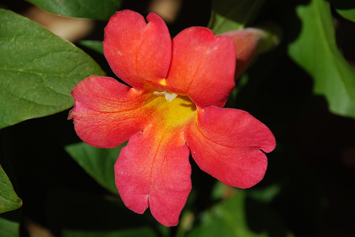 Farbige Blüte im Garten der Farm Namtib