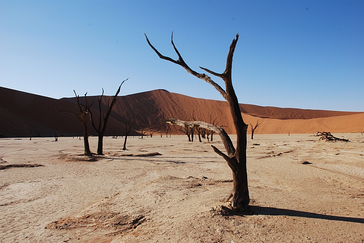 Dead Vlei aus der Nähe