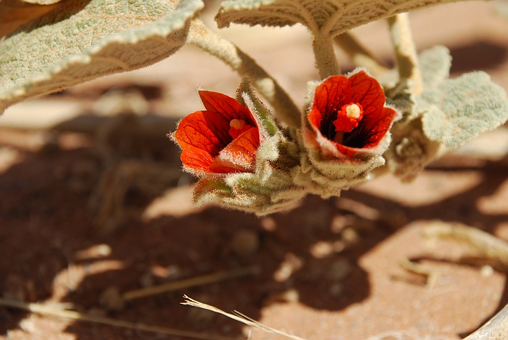 Kleine, rote Blüten mitten in der Wüste bei der Düne 45 zwischen Sesriem und Sossusvlei