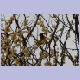 Ein Southern Masked Weaver (Maskenweber) im Übergangskleid