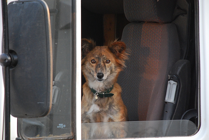 Der Tiger, Ute und Florians Hund