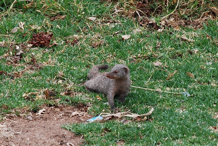 Banded Mongoose (Zebramanguste)