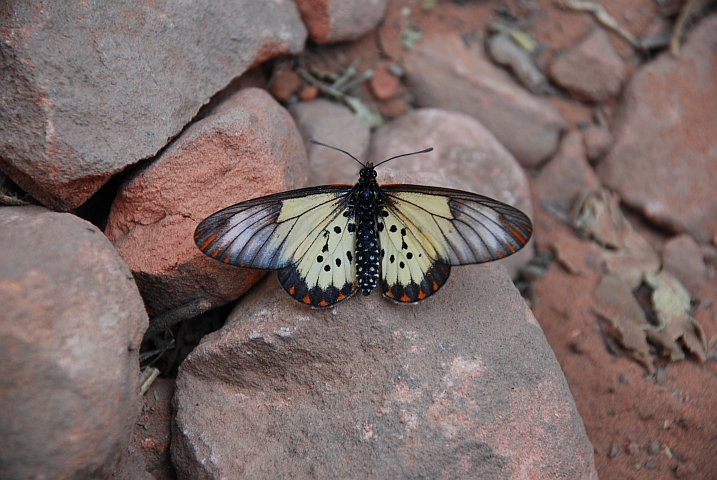 Schmetterling am Waterberg östlich von Otjiwarongo