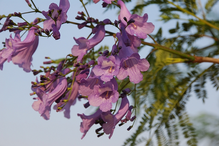 Jacarandablüten