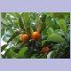 Kumquats, eine Art Miniaturorangen