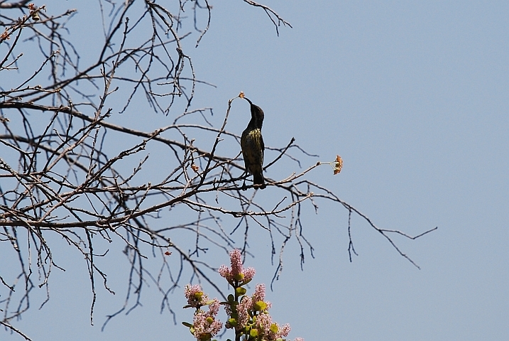 Marico Sunbird (Bindennektarvogel)-Weibchen